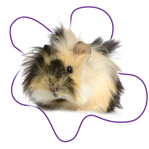 A white, cream, and black colored angora guinea pig.