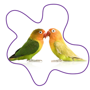 Two love birds touching beaks together. One bird is mostly green with some orange, the other mostly yellow with orange.